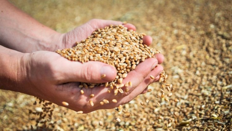 В Минсельхозе заверили, что Казахстан полностью обеспечит себя зерном