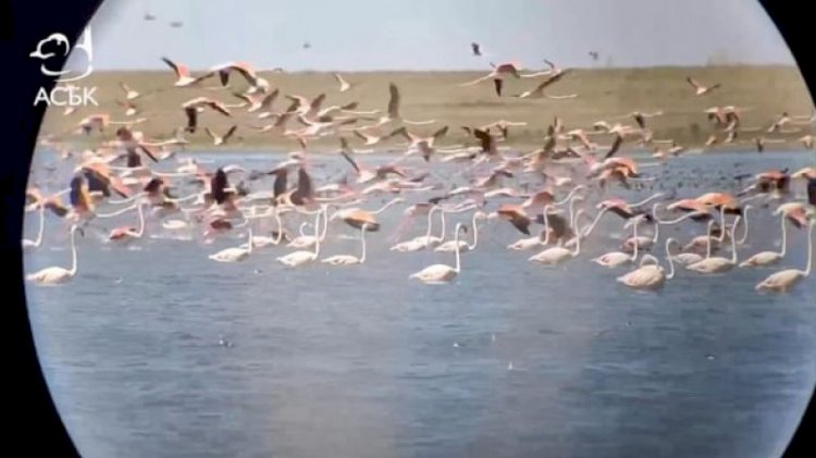 В Коргалжынском заповеднике сняли на видео тысячи фламинго