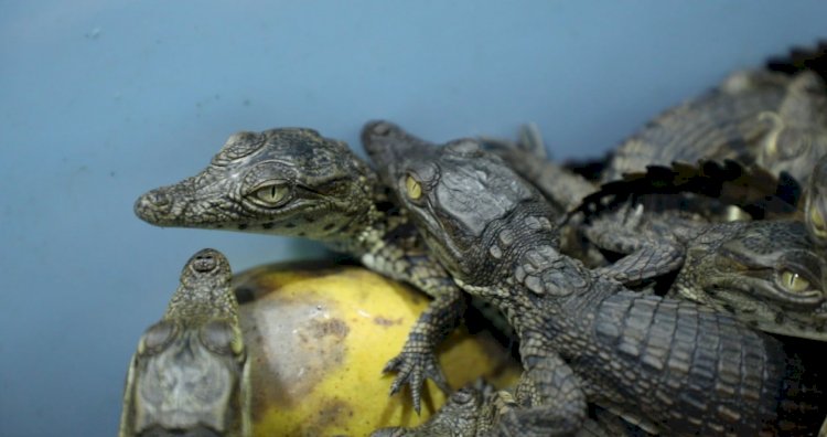 В аэропорту Ташкента задержан пассажир с 57 детенышами крокодила