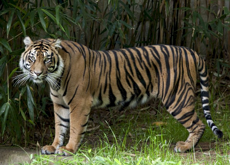 Уже в 2024 году в Казахстане могут появиться первые тигры