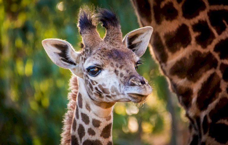Жираф родился в Алматинском зоопарке