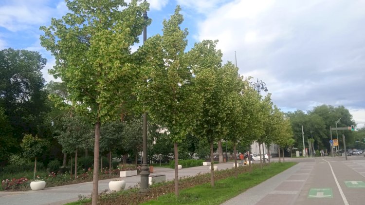 Когда деревья будут большими: почему Алматы теряет звание самого зеленого города страны?