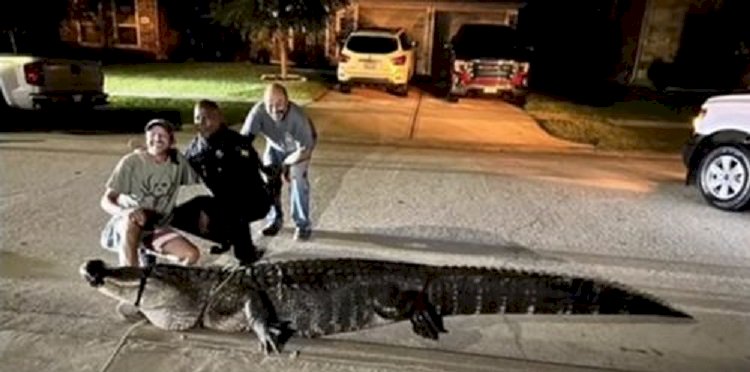 Крупный аллигатор разгуливал по дороге в Техасе