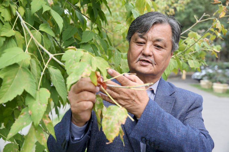 Деревья умирают стоя: роща Баума, самый обширный зеленый уголок Алматы, приходит в упадок