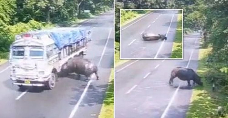 Видео столкновения грузовика с носорогом обсуждают в сети