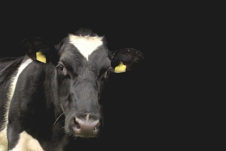 Домашний скот в Казахстане будут красить в целях безопасности на дорогах