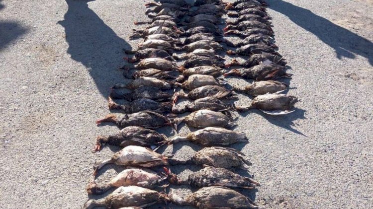 Кызылординские полицейские изъяли у браконьеров 63 тушки дикой утки