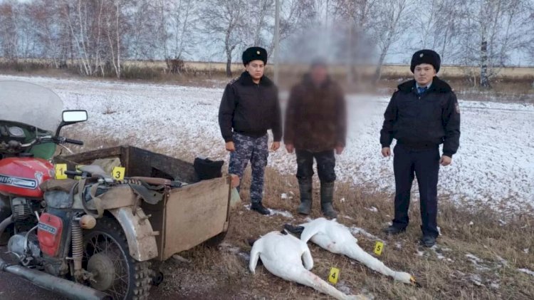 В Акмолинской области задержан браконьер, застреливший пару краснокнижных лебедей