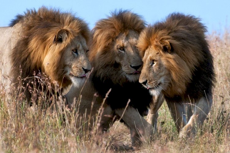 Немалый переполох устроила стая львов, сбежавших из вольера в зоопарке