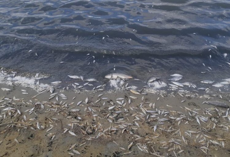 По факту гибели рыбы на Капшагайском водохранилище возбуждено уголовное дело