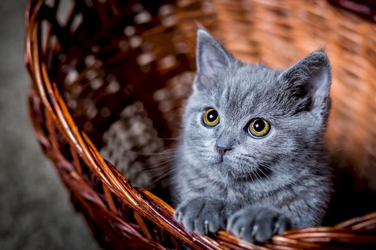 Акция для любителей кошек проходит в Алматы
