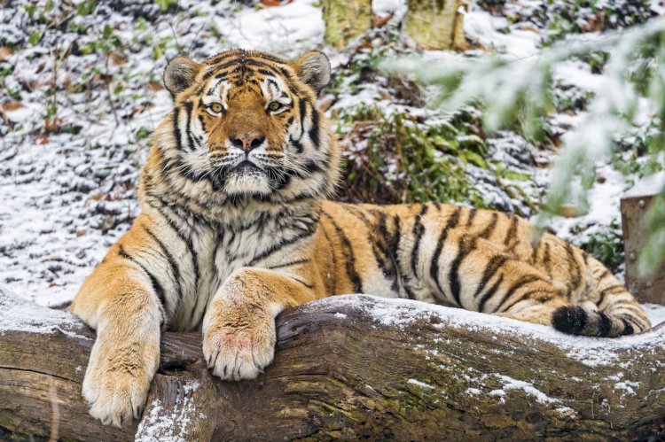 Трех амурских тигров подарит Россия Казахстану