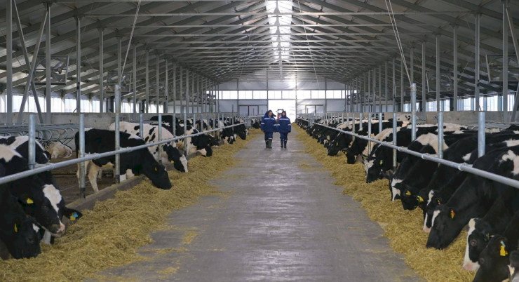 В Павлодарской области менее чем за год запустили молочно-товарную ферму на 1200 голов