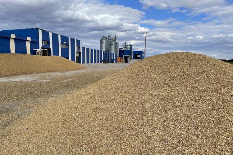 Зерно из России может вытеснить казахстанскую пшеницу с рынка Средней Азии
