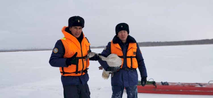 Казахстанские спасатели помогли замерзающим на озере вблизи Петропавловска лебедям