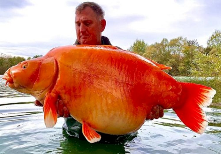 Самую крупную золотую рыбку в мире поймали во Франции