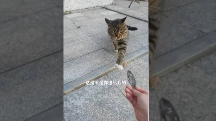 Видео с бездомной кошкой, подарившей женщине сушеную рыбу, умилило пользователей сети