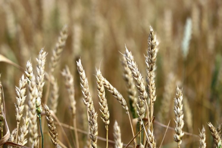 Себестоимость производства казахстанской пшеницы вырастет до 100 тысяч тенге за тонну