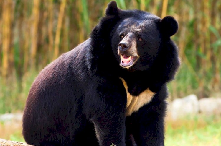 Медведь, 18 лет проживший в доме японца, убил своего хозяина