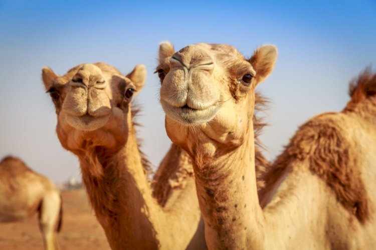 В Катаре выбрали самого красивого верблюда