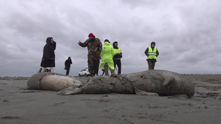 В Минприроды Дагестана озвучили версию массовой гибели тюленей на Каспии