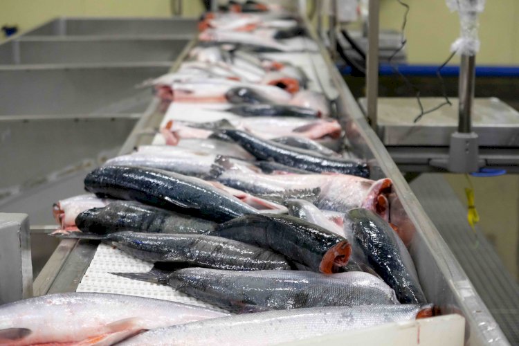 Объемы производства и экспорта рыбы в РК увеличились при помощи господдержки