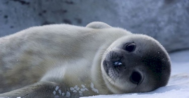 Как в Казахстане планируют сохранять популяцию каспийского тюленя