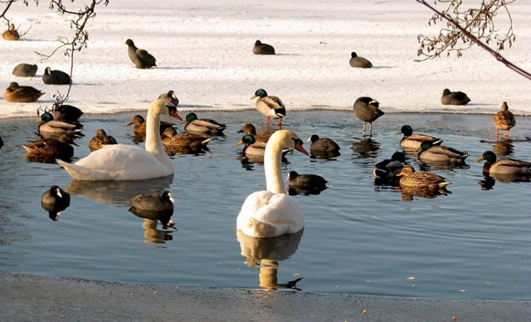В Казахстане проводится зимний учет водоплавающих и околоводных птиц