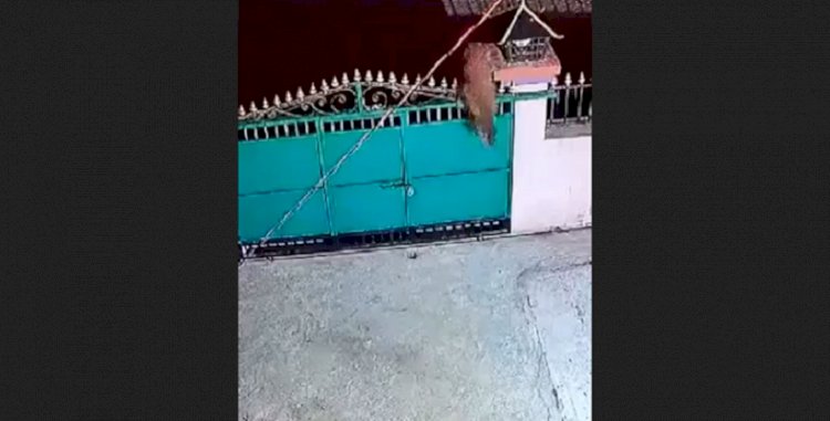 Видео с похищением снежным барсом собаки со двора в Алматинской области оказалось фейком