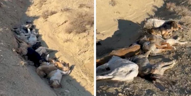 Десятки трупов собак обнаружили актауские зоозащитники в яме за городом