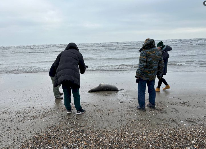 У погибших на побережье Каспийского моря тюленей не обнаружили птичий грипп