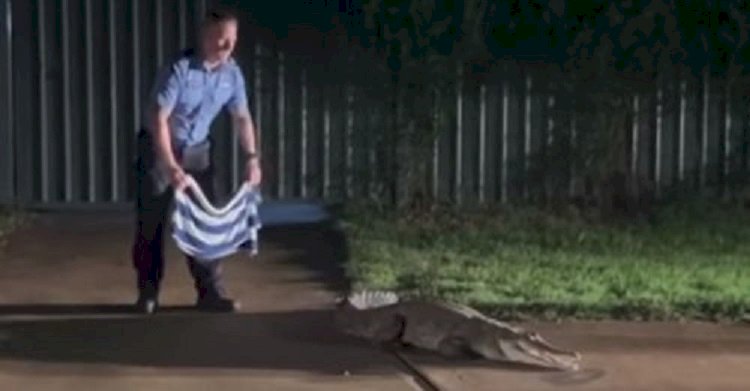 Неудачной оказалась попытка полицейского усмирить крокодила с помощью полотенца
