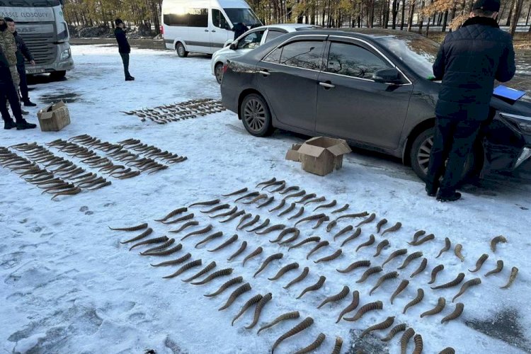 Сайгачьи рога пытались сбыть в Талдыкоргане