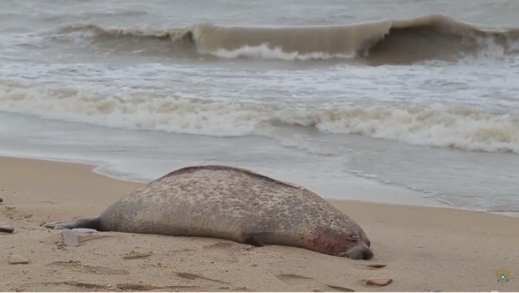 Названа причина массовой гибели тюленей в Каспийском море