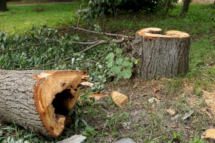 Вырубка деревьев в мкр. Нурлытау произведена без разрешительных документов