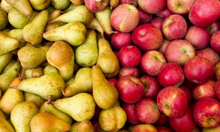 В какие страны вывозят из Казахстана яблоки и груши