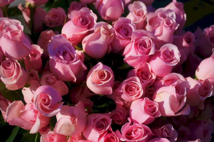 К Женскому дню в Казахстан завезли 18 миллионов роз