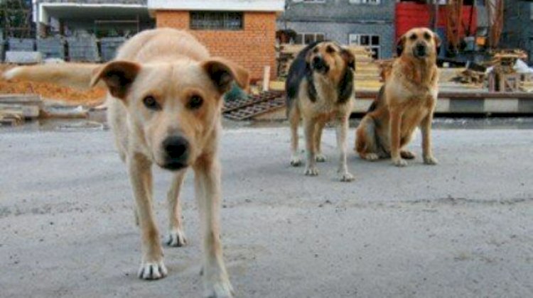В Атырау ищут догхантеров для отлова бродячих собак