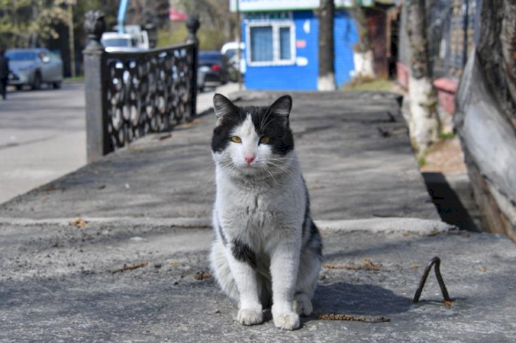 В Алматы установили «домик» для бездомных кошек