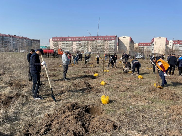 Более 10 тысяч деревьев будет высажено в Алматы весной