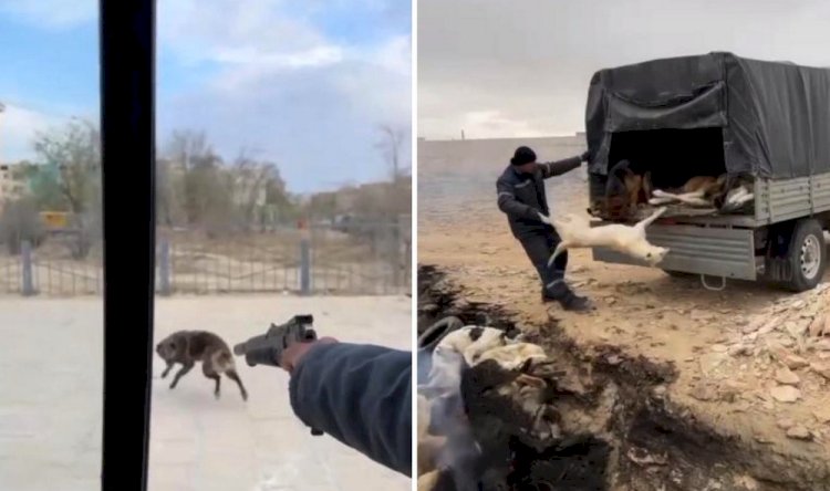 Кадры жестокого отстрела собак в Жанаозене попали на видео