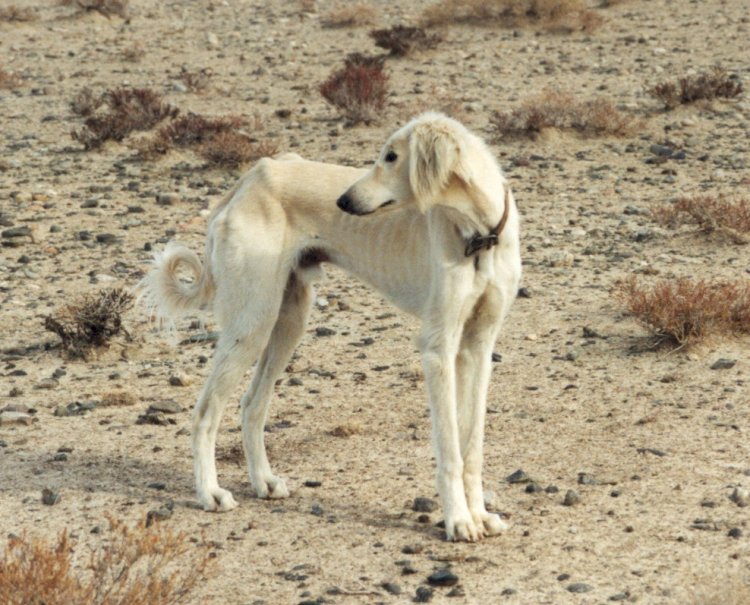 Утверждены стандарты казахских пород собак тазы и тобет