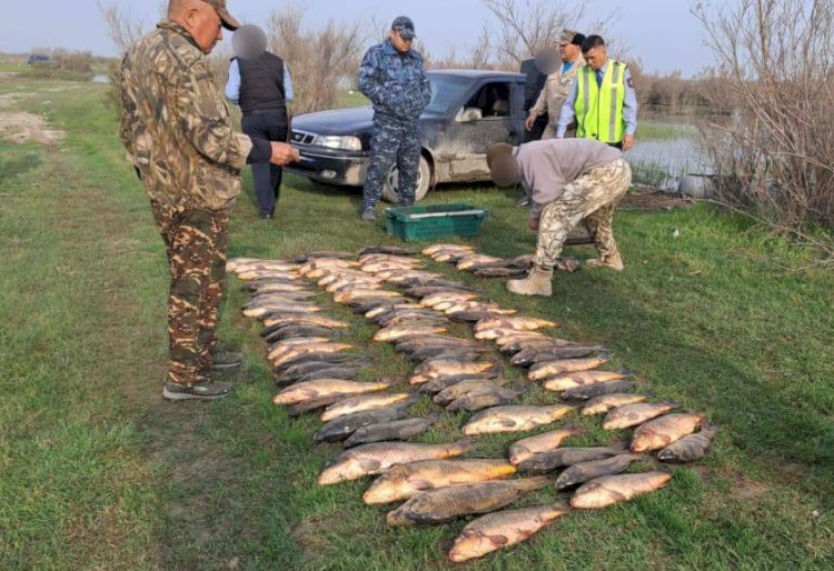 Туркестанские полицейские изъяли около 150 килограммов незаконно выловленной рыбы