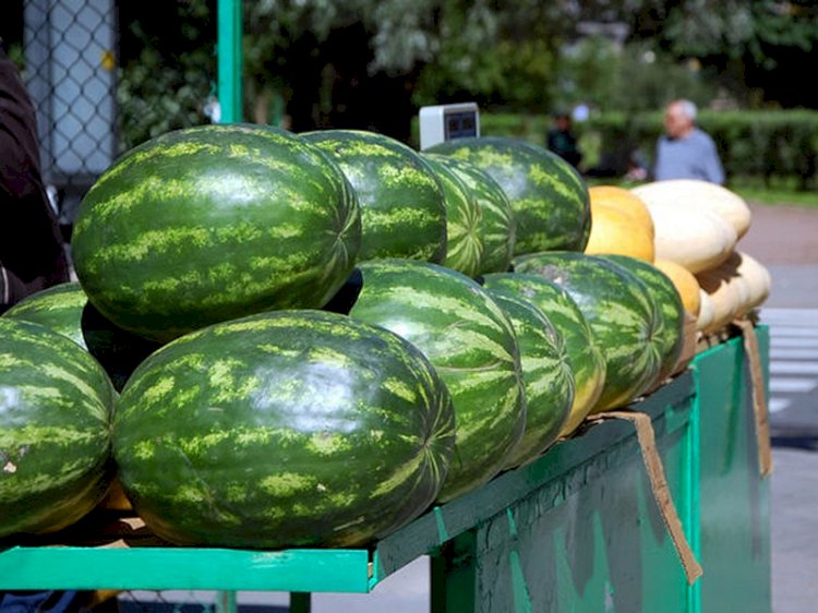 Стоит ли покупать ранние арбузы и дыни, рассказали санврачи Алматы