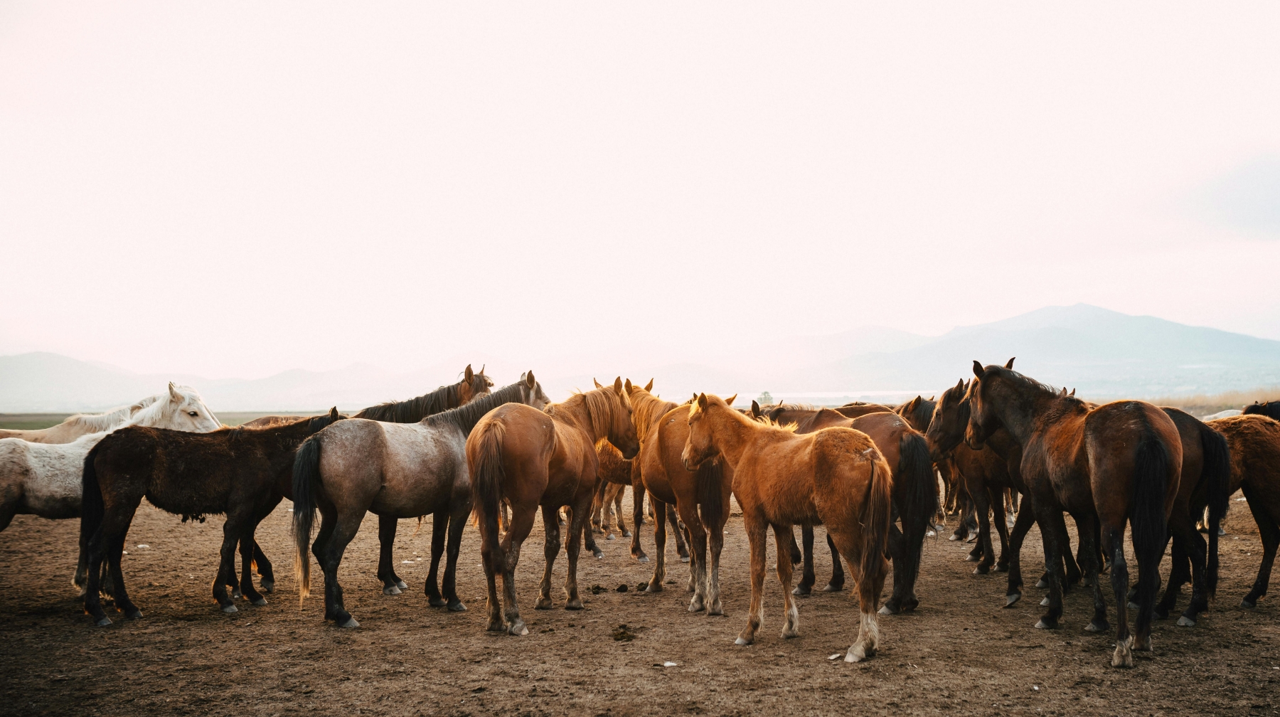 Внесены поправки в закон о казахской породе лошадей 