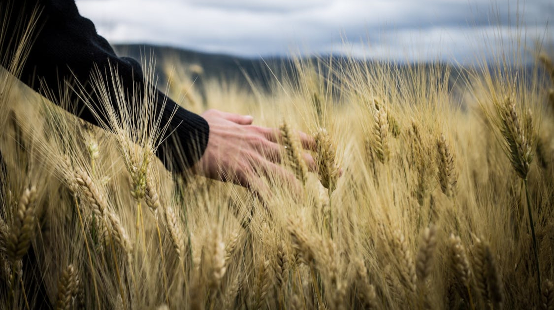 Морозоустойчивый сорт озимой пшеницы вывели казахстанские ученые