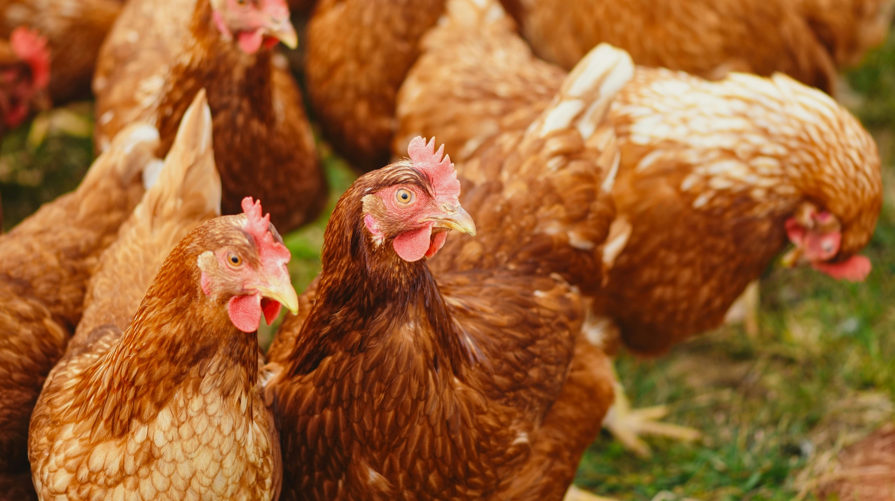 В ближайшие два года полностью закроют потребность в мясе птицы в Казахстане