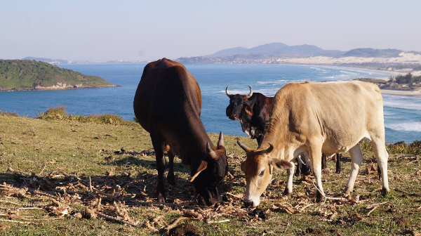 В Казахстане активно поддерживают и стимулируют запуск молочно-товарных ферм