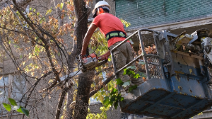 Санитарную обрезку 6 тысяч деревьев проведут в рамках акции «Алматы жазы» 