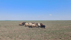 Пропавшую отару овец вернули владельцу акмолинские полицейские